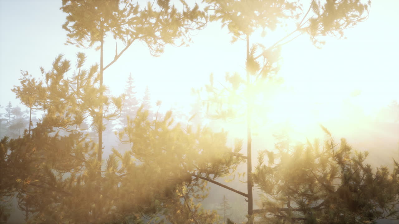 안개 가 가득 한 소나무 숲 에서 해가 뜨는 것