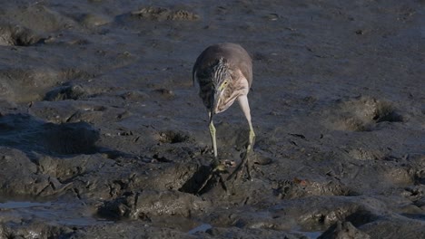 One-of-the-Pond-Herons-found-in-Thailand-which-display-different-plumages-according-to-season