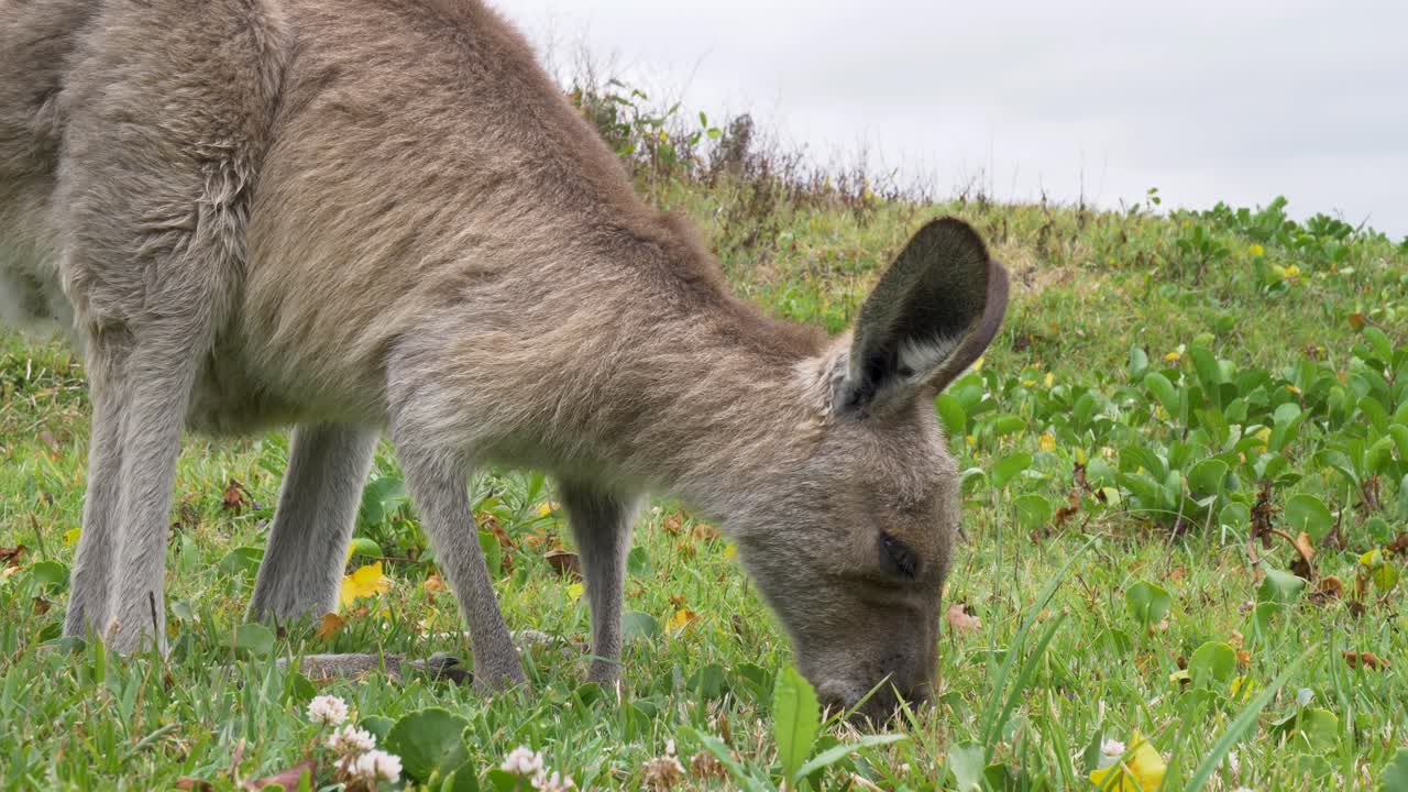 Slow motion close-up of wild eastern kangaroo animal species eating grass and shaking head in rural bushland fields on mid north coast of Australia travel tourism environment marsupial outdoors nature
