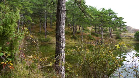 Lake-surrounded-by-pine-trees-forest-on-a-bright-sky-background,-fairy-tranquil-mysterious-scenery-on-tilting-up-shot