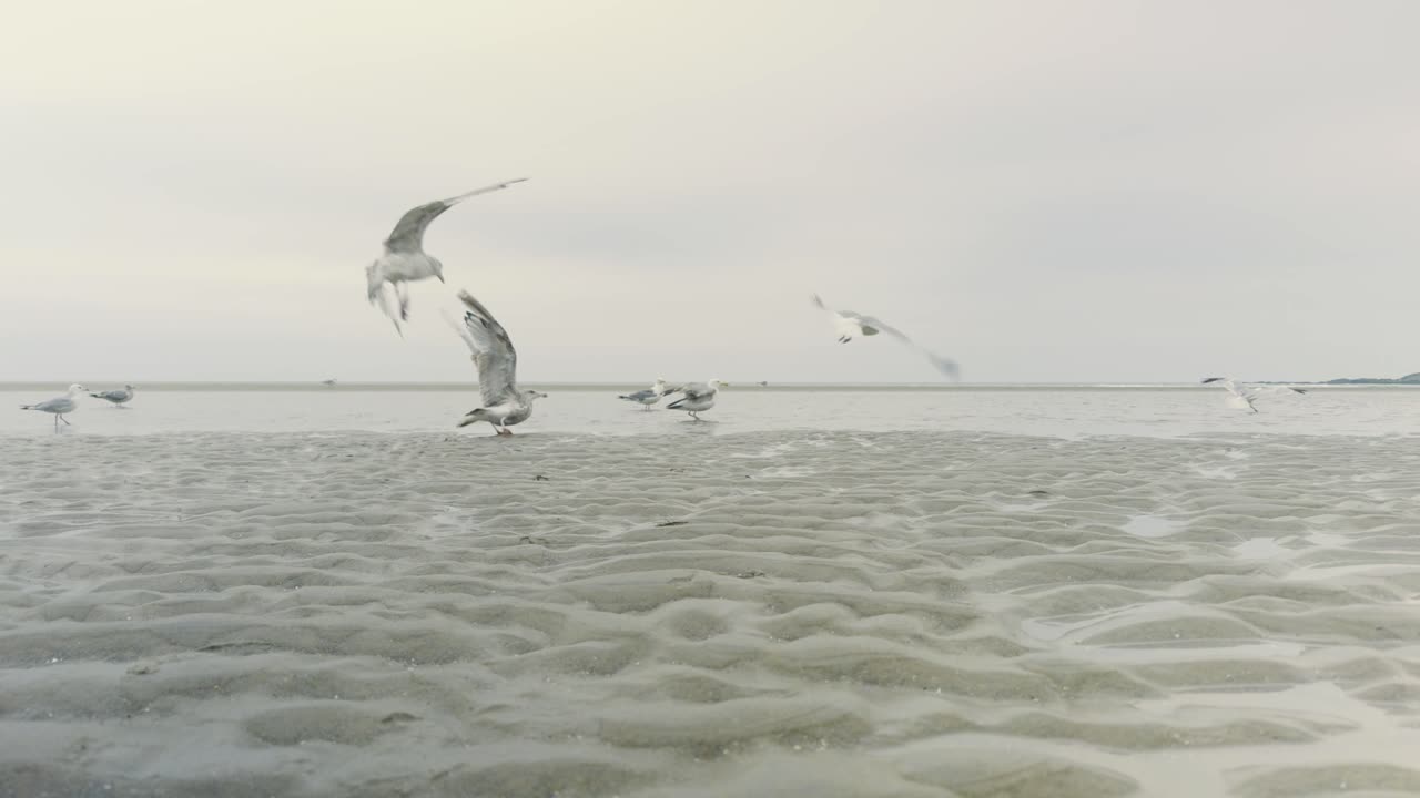 Seagulls gather on Ogunquit beach in Maine at low tide under an overcast foggy sky, flying into the frame and landing, picking up crabs
