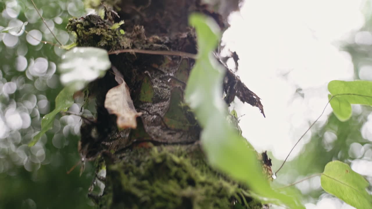 Ripresa che sale lentamente su un albero coperto di muschio in una foresta pluviale verde e rigogliosa.