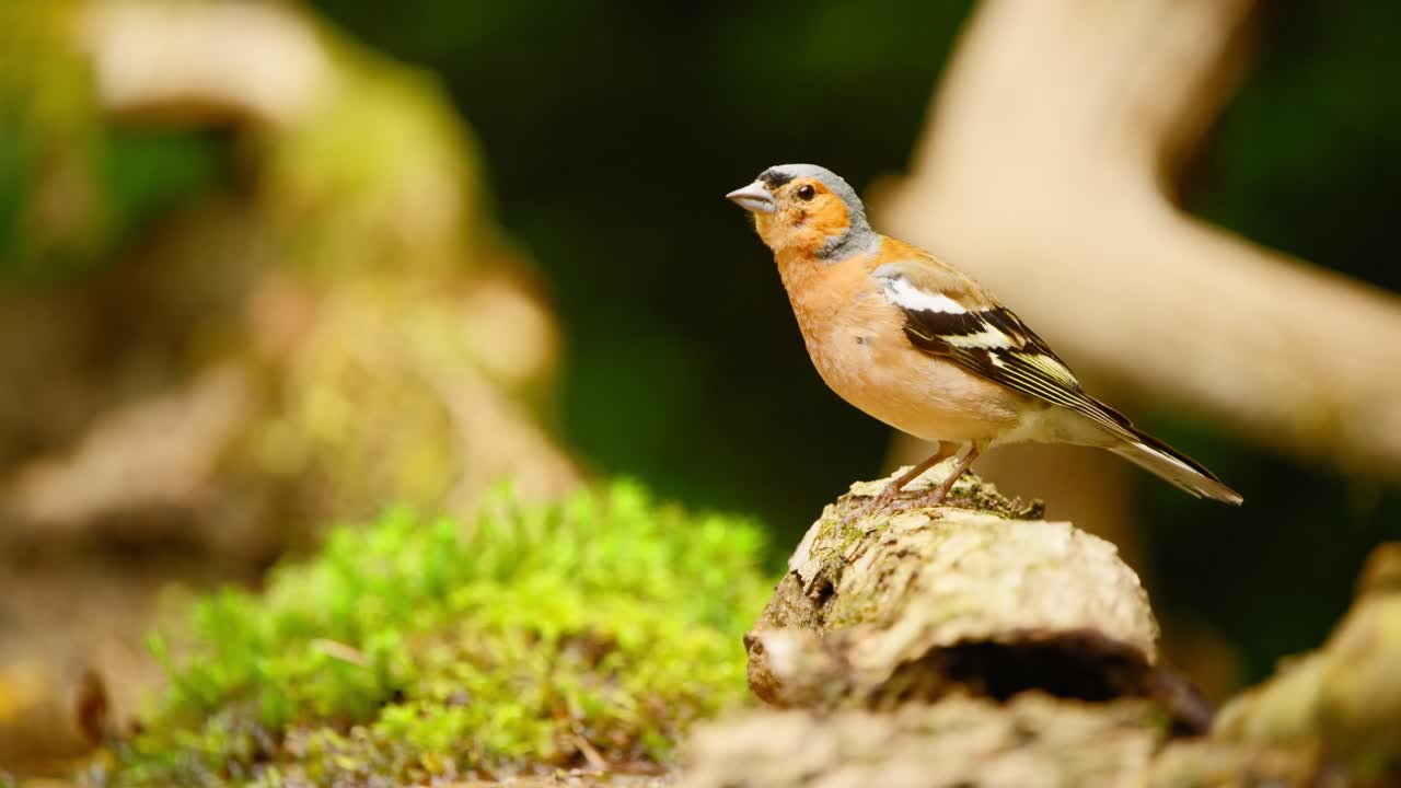Common Eurasian Chaffinch in Friesland Netherlands profile sideview full body of blue orange bird on log