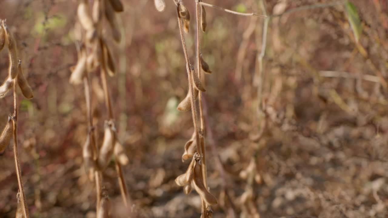 plantas de soja orgánica maduras en el campo listas para la cosecha