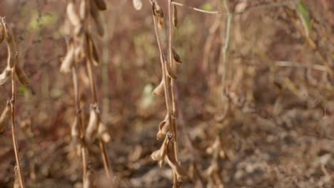 mature organic soy bean plants on field ready for harvest