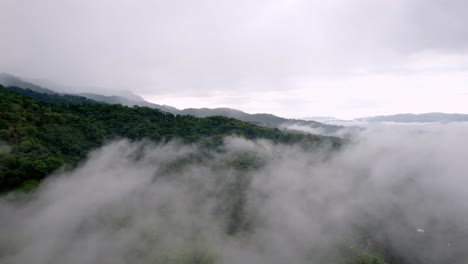 foggy in the middle of wilderness of forest