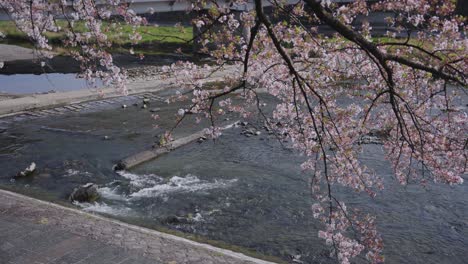 Kamogawa-in-Spring,-Kyoto-Japan