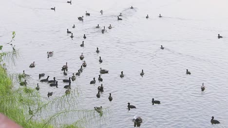 common coots and spot billed ducks and comb ducks swimming in lake water i birds in lake stock video