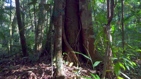 Großer-Tropischer-Baum-Im-Brasilianischen-Nebelwald-Tageslicht-Kaetes-Reservat