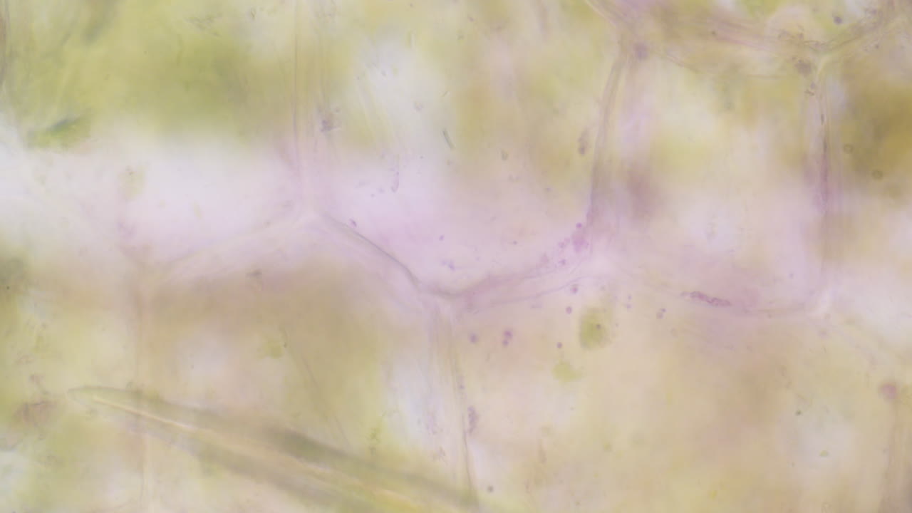 현미경으로 본 바이러스 구조 1