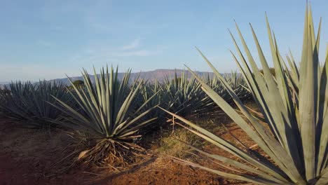 Während-Der-Goldenen-Stunde-Auf-Einem-Tequila-Feld-An-Blauen-Agaven-Vorbeigehen