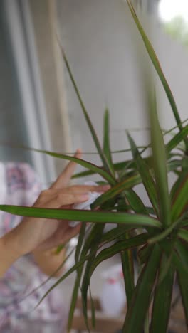 cleaning a houseplant