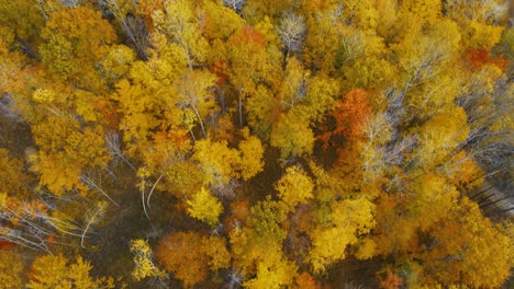 colores otoñales en la península inferior de michigan. inclinar hacia arriba