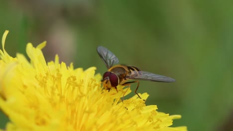 hoverfly feeding on dandelion flower. spring, uk