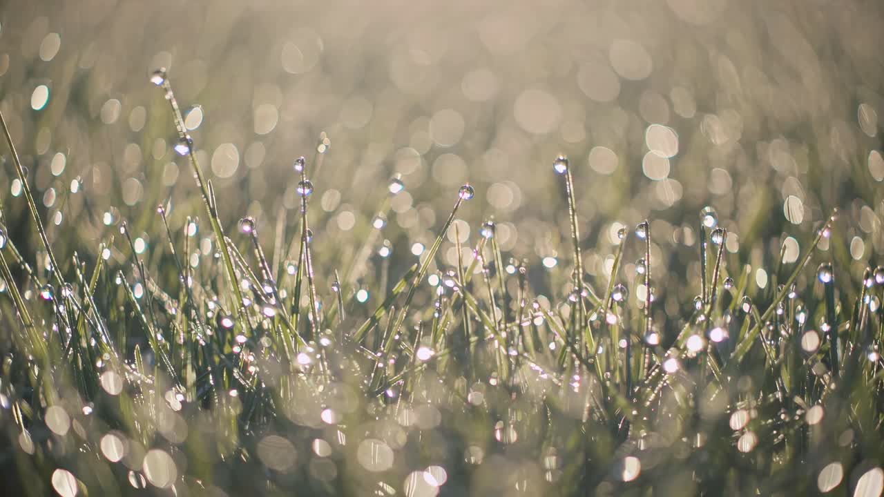 Close-up, low-angle shot of dewy grass with a bokeh effect, creating a dreamy, serene atmosphere