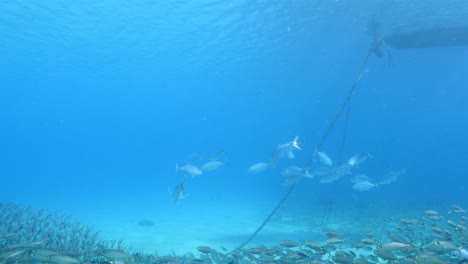 bait ball at the coral reef in the caribbean sea around curacao