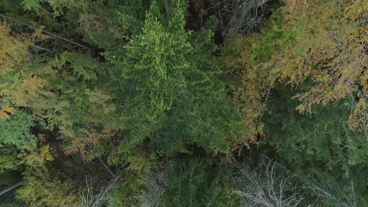 Aerial view over forest with pests. Aerial top down forward, Poland
