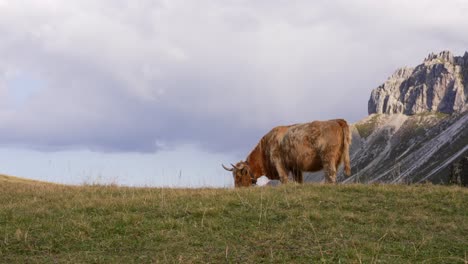 jak - cow grazing in the beautiful alps of italy in the middle of the mountains filmed in 4k