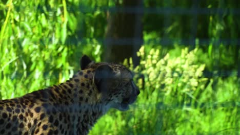 cheetah-turns-around-unique-fur-original-looking-uninterested-walking-away-through-high-grass-environment-vivid-bright-green-slow-motion