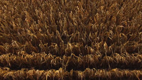 aerial view of corn field ready for harvest