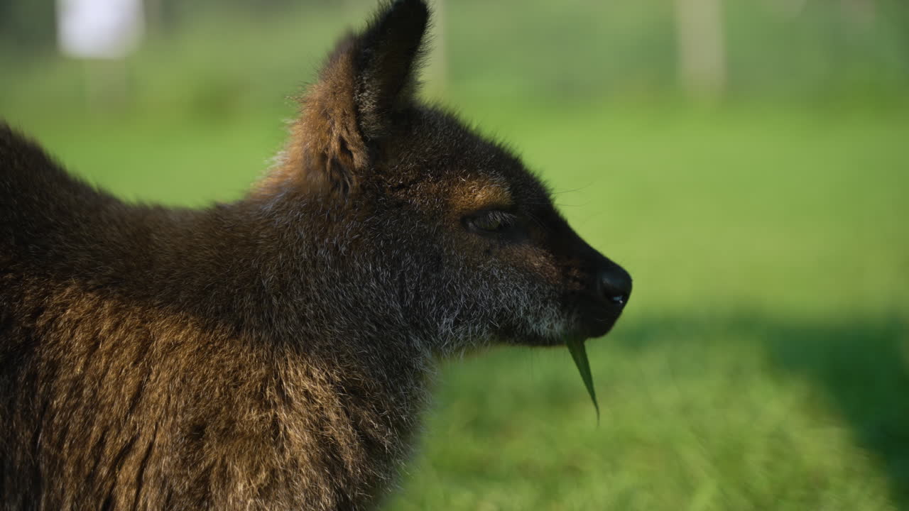 primer plano de perfil de un wallaby de bennett marrón comiendo una hoja