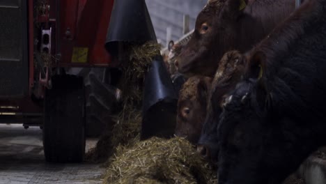 low angle shot of bale shredder feeding norwegian cows with fresh silage grass indoors in barn