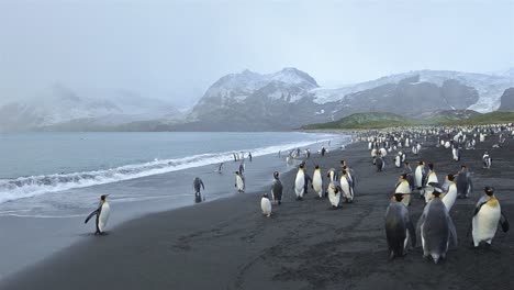 movimiento panorámico de pingüinos rey saliendo de las olas y lobos marinos antárticos en gold harbor en georgia del sur 1