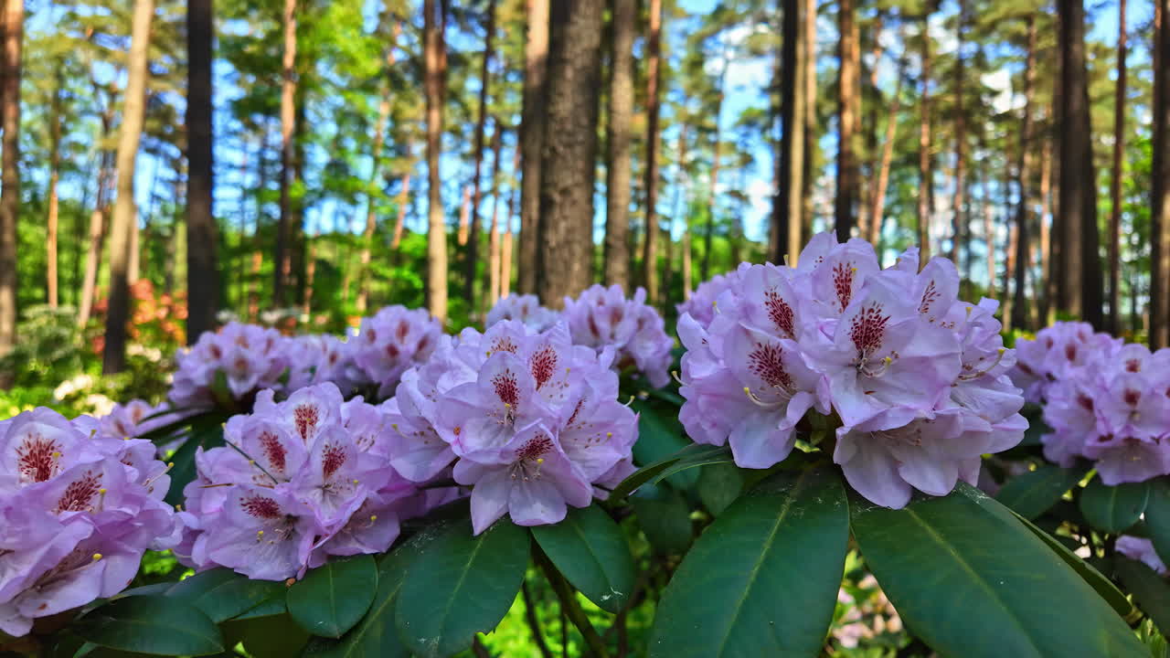 las flores de rododendro rosas florecen en un bosque iluminado por el sol