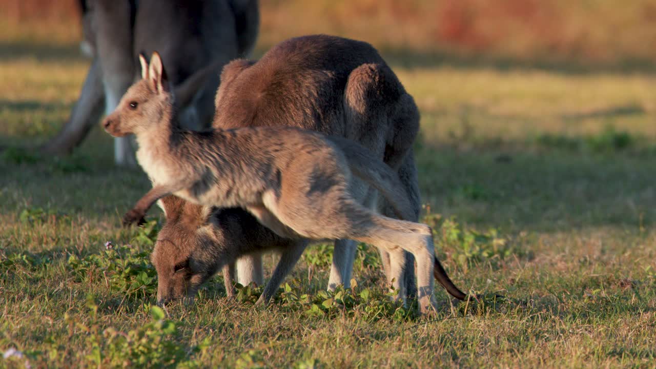 A young kangaroo joey stands beside and nuzzles an adult kangaroo while grazing on sunlit grass in a natural Gold Coast setting