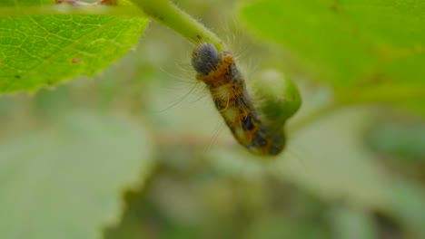 an caterpillar hawthorn bombyx with bue head moving slowly on leaves of a hazel, a beautiful macro close up shot with laowa prob lens