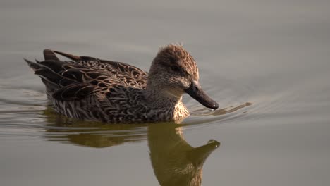 un pintail del norte nadando en un lago a la luz de la mañana