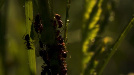 ants on a plant stem