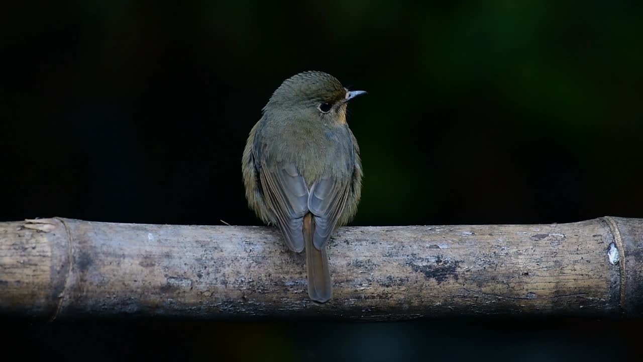 Hill Blue Flycatcher Perched on a Bamboo, Cyornis whitei