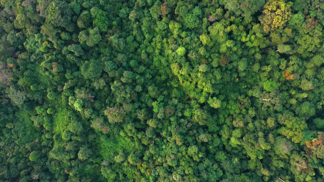 Cinematic aerial view of lush forestry landscape in Gunung Leuser National Park, the Tropical Rainforest Heritage of Sumatra, Indonesia