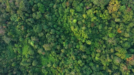 vista aérea cinematográfica del exuberante paisaje forestal en el parque nacional gunung leuser, el patrimonio de la selva tropical de sumatra, indonesia
