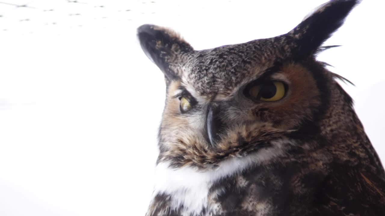 búho girando la cabeza y parpadeando