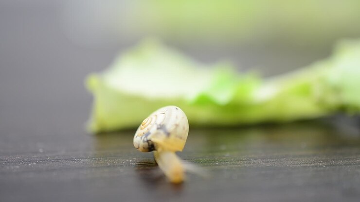 Little garden snail. Garden snail