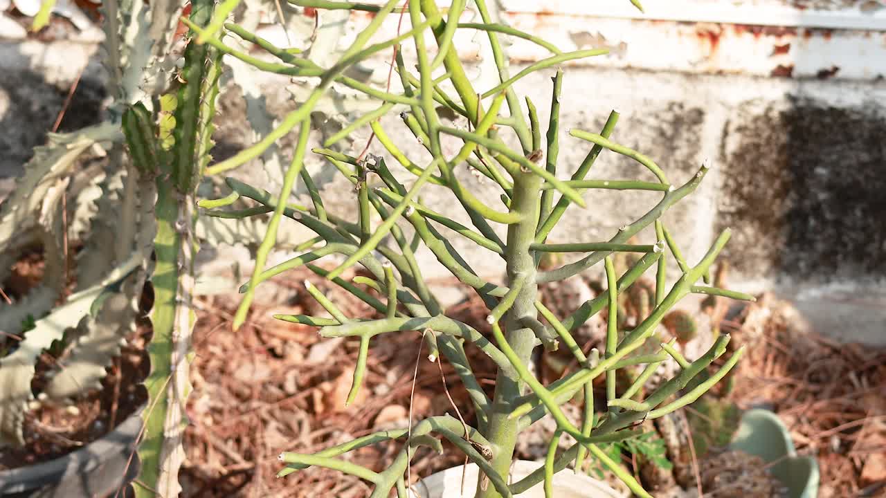 방 시장 에서 빛 에 인 비 식물 들