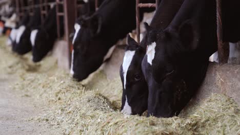 black colored cows in stall are eating hay