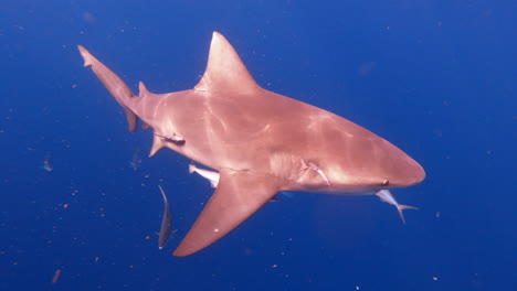 tiburón toro nadando a través del océano abierto - perfil lateral