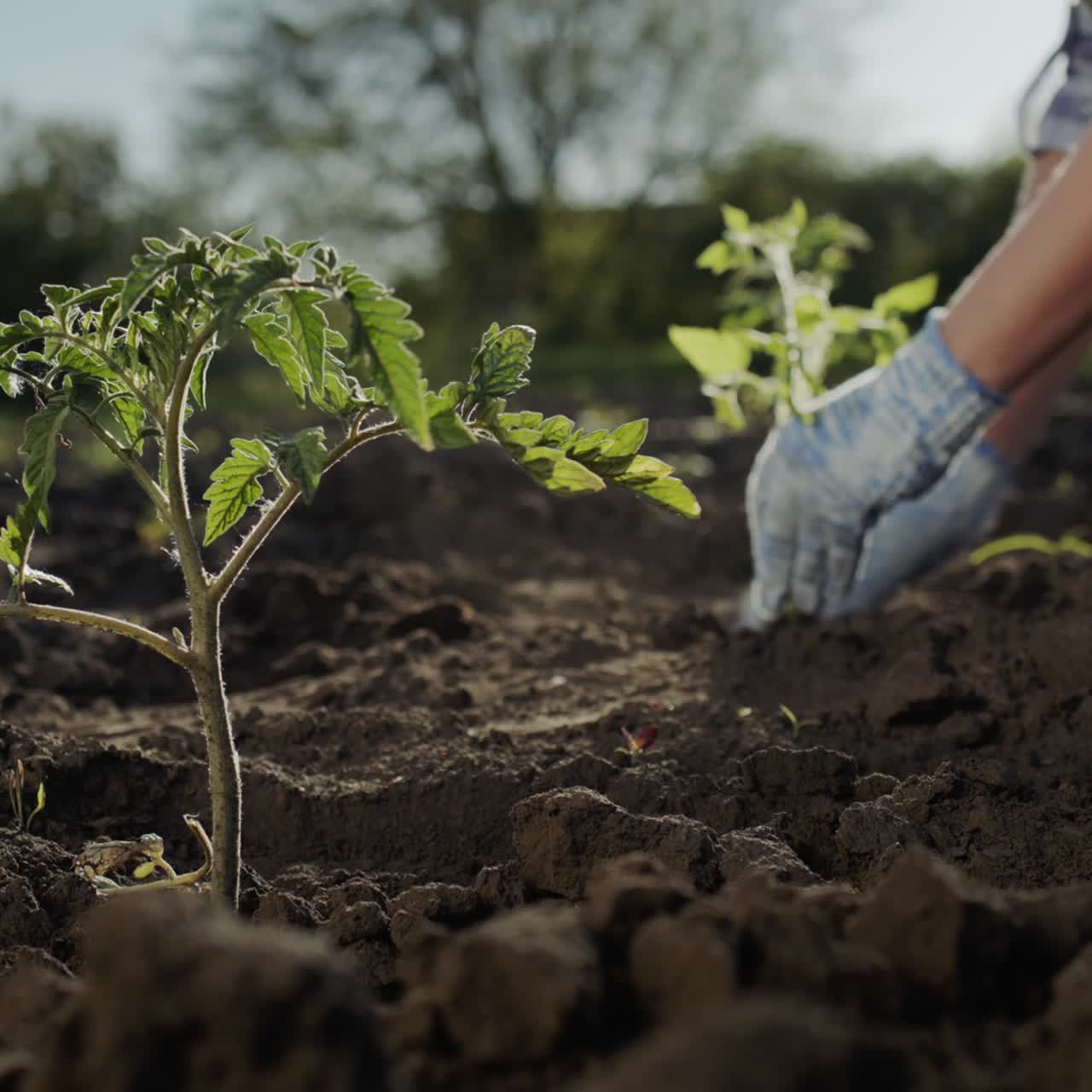 un agricultor planta una plántula de tomate en un lecho vegetal