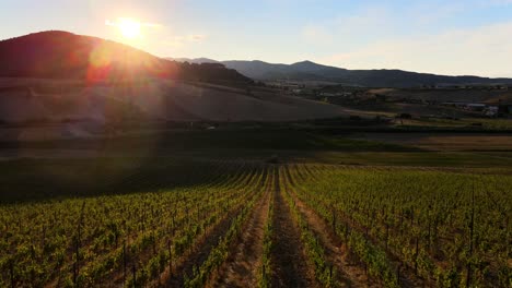 Luftpanorama-Landschaftsansicht-Von-Weinbergreihen,-In-Den-Hügeln-Der-Toskana,-In-Der-Italienischen-Landschaft,-In-Der-Abenddämmerung