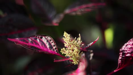 Primer-Plano-De-Mano-De-Una-Hermosa-Flor-De-Color-Violeta-Vibrante-Encontrada-Por-El-Agua-En-Bali,-Indonesia