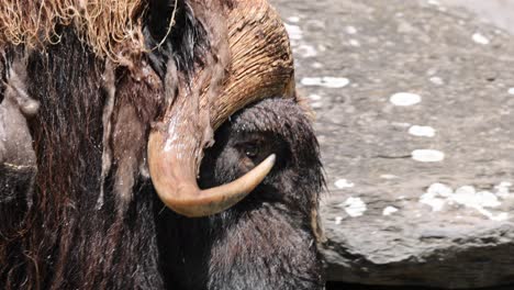 fotografía de cerca de un buey almizclado, un mamífero con pezuñas de la familia bovidae, durante un día soleado