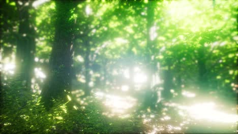 sun light in the green forest