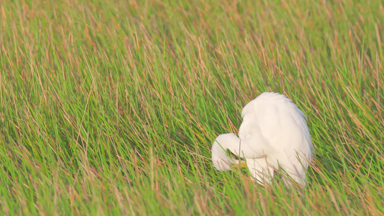 흰 백로 preening 및 리프팅 날개 amonst 녹색 및 갈색 갈대