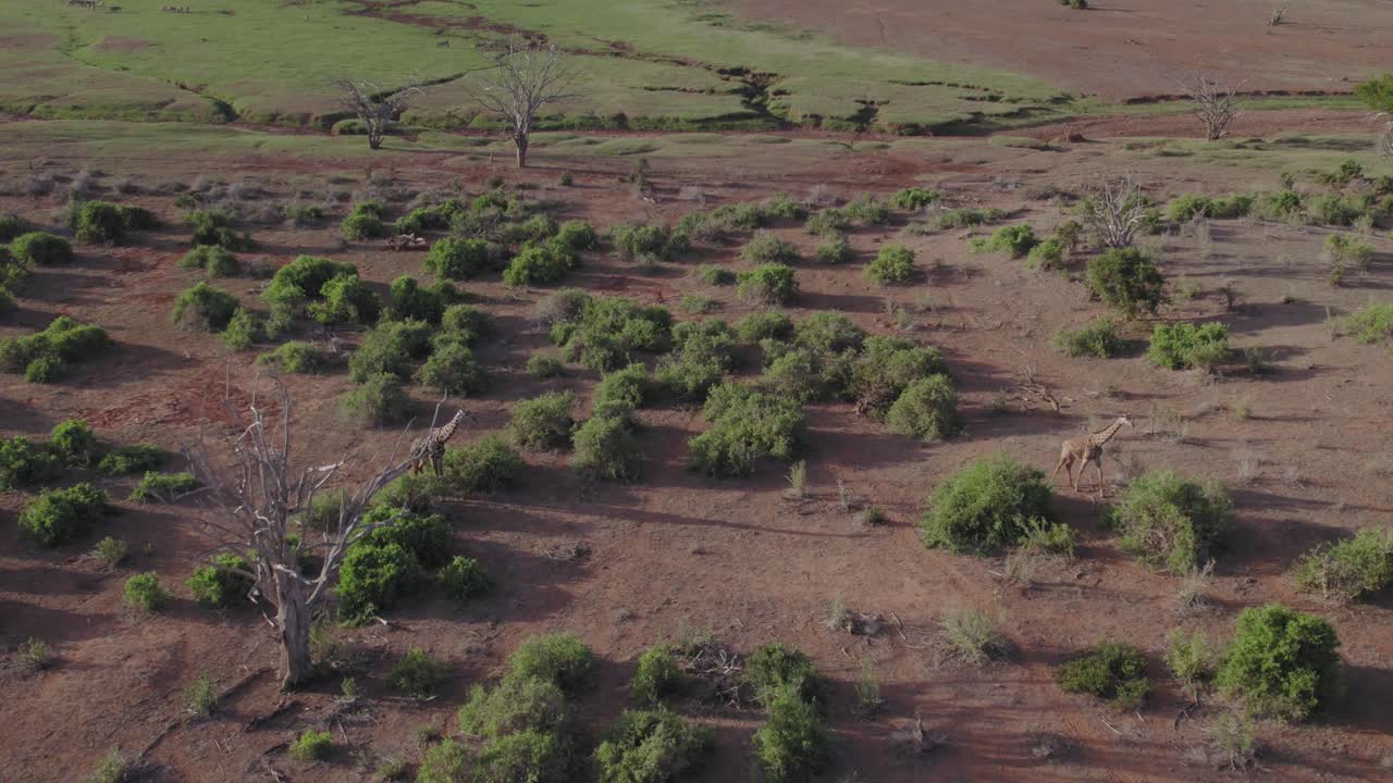 두 마리의 지라프가  ⁇ 고 있는 드론 영상