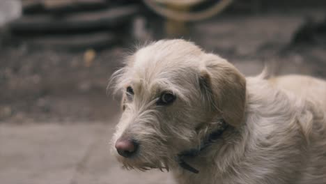 4K-Slow-motion-portrait-yellow-small-dog