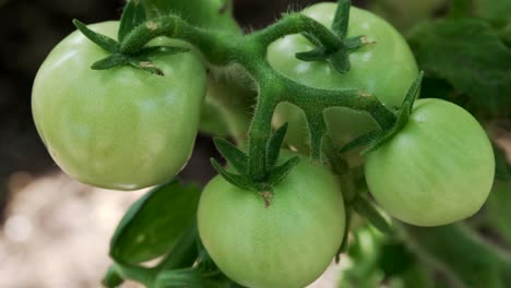 cerca de un montón de tomates verdes frescos que maduran en la vid