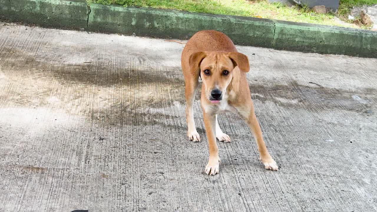 A brown stray dog stands on a concrete roadside pavement under bright tropical daylight
